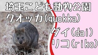 20210128 埼玉県こども動物自然公園 クオッカ Japan Saitama Childrens Zoo quokkaSetonix brachyurus [upl. by Ddet212]