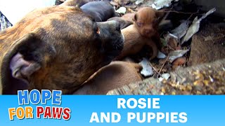 Rescuing a family of dogs with help from iPhone and You Tube Please share dog [upl. by Odrude]