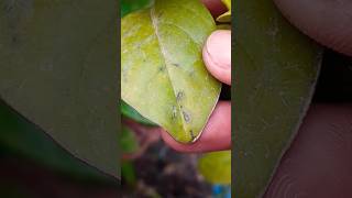 DIY PESTICIDE  HOMEMADE INSECT REPELLANT  Natural Pesticide for Plants  Effective Insecticide [upl. by Codding]