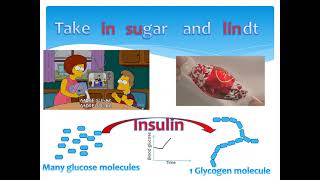 Blood glucose level homeostasis simplified and made logical [upl. by Eelesor]