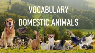 Nombre de Animales DOMESTICOS en ingles y español I aprende vocabulario en ingles con imágenes [upl. by Sharlene]