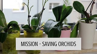 HOW TO GET RID OF THRIPS  HOW TO CARE FOR ORCHIDS PHALAENOPSIS [upl. by Enyledam]