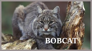 Bobcat scream hidden in the forest [upl. by Kalle]