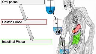 Trypsin Assay for In Vitro Food Digestion 2014 Minekus et al Food amp Function [upl. by Haymes112]