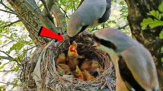 Baby Shrike bird ate the insect birdswithme107 [upl. by Eema]