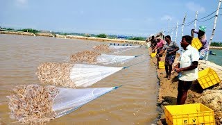 PRAWNSHRIMP HARVESTING [upl. by Budworth]