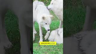 Wolves The Social Predators You Didnt Know About [upl. by Shurwood787]