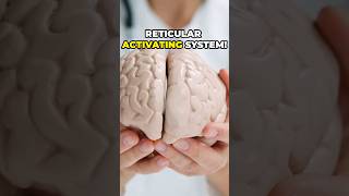 Harness the Reticular Activating System Unlock Your Mind manifestation shorts [upl. by Annav]