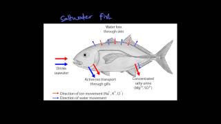 Maintaining a Balance  Dot point 33  Role of Kidney in Fish and Mammals [upl. by Ultann256]