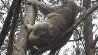 Extremly busy days in the life of Australian Koalas [upl. by Johnette]