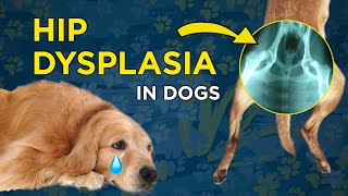 Hip Dysplasia in Dogs  VetVid Dog Care Video [upl. by Robina]