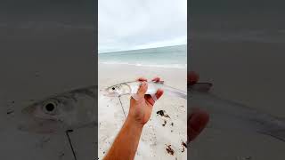 Turns out its a Ladyfish Naples Florida [upl. by Adli]