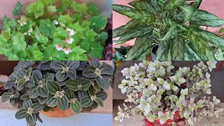 7 plantas maravilhosas fáceis de cultivar para iniciantes [upl. by Ysied]