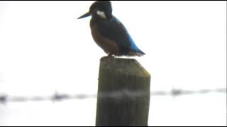 Kingfisher Rutland Water UK [upl. by Coombs657]