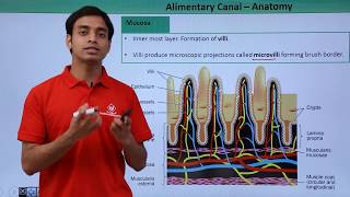 Class 11th – Alimentary Canal – Anatomy  Digestion and Absorption  Tutorials Point [upl. by Lledniw]