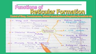 Functions Of Reticular Formation how RF Associates the control of Muscles Respiration etc [upl. by Anabal]