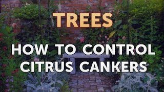 How to Control Citrus Cankers [upl. by Sauer]