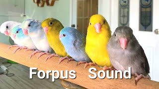 forpus parrot bird sound  bird singing sound of forpus bird birds singing in the forest [upl. by Oilla691]