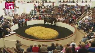 Derby Sale de Tattersalls Irlande 2015  une vente unique en son genre [upl. by Eudosia537]