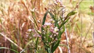 Virginia Pepperweed Lepidium Virginicum  Peppergrass  20120602 [upl. by Lashonde]