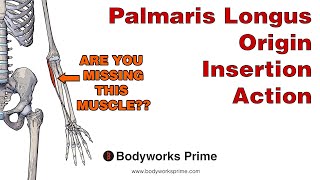 Palmaris Longus Anatomy Origin Insertion amp Action [upl. by Attehcram29]