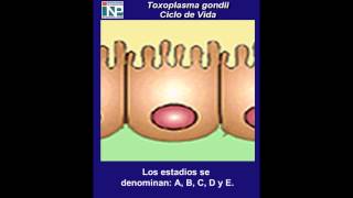 Toxoplasma gondii  Ciclo de Vida  1 [upl. by Kcir]