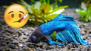 How to Save Your Sick Betta Fish [upl. by Wanfried]