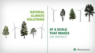 Weyerhaeusers Natural Climate Solutions [upl. by Tamanaha]