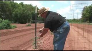 Big Tomato Cages  Growing a Vegetable Garden [upl. by Niahs916]