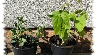 Planting dwarf broad beans and dwarf runner beans in a 10 inch pot [upl. by Lev]