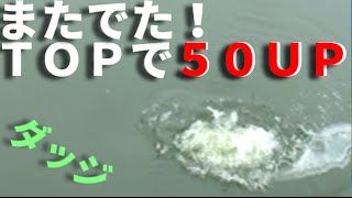 バス釣り トップで５０ＵＰ！ダッジで出たぞ！ Bass fishing in Japan [upl. by Asare]