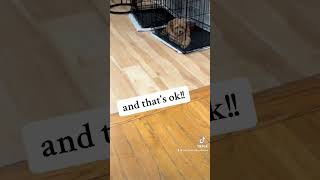 Puppy crate training with Lumar Labradoodles puppies puppy australianlabradoodles labradoodles [upl. by Sadoc]