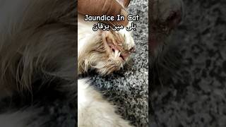 Jaundice In Cat cat viral dog veterinary medicine horse goat shorts fyp animals pets [upl. by Botti]