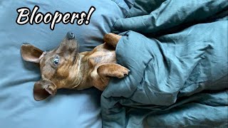 The bloopers so far  Mac DeMini Dachshund [upl. by Teragramyram]