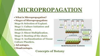 Micropropagation in Plant Tissue Culture Stages of Micropropagation Clonal Propagation Hindi [upl. by Gaultiero]