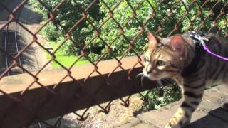 Leash Trained Bengal Cat Romeo [upl. by Atcele]