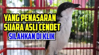 SUAT CENDET TOET TOET  SUARA ASLI CENDET JIKA TANPA ISIAN [upl. by Ytsirt]