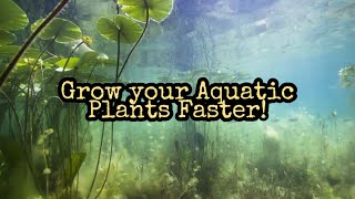 How to Propagate and Grow your Aquatic Plants Faster for Beginners  Hydrilla and Hornwort [upl. by Heise]