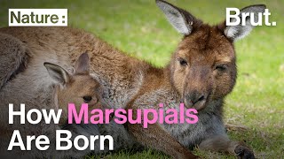 How Marsupials Are Born [upl. by Roderica557]