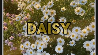 DAISY  TALBAGZ  GACHA  GLMV [upl. by Krm]