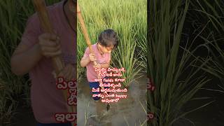 Children paddy fields 05112024 Agriculturetodaytelugu [upl. by Adnola]