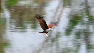 Brahminy Kite Hunting [upl. by Halonna555]