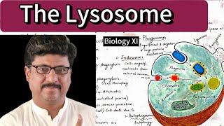 Biology XI  The Lysosome structure amp function foryou biology trending [upl. by Renrut]