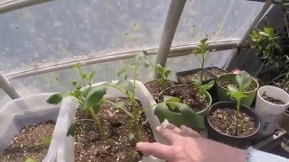 GROWING NEW DAHLIAS FROM CUTTINGS [upl. by Rus]