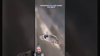 Golden eagle vs peregrine falcon🔥trending viralvideo facts eagle animals wildlife [upl. by Inoliel]