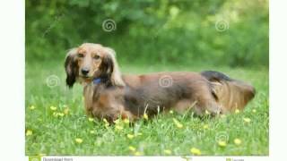 Miniature Long Haired Dachshund [upl. by Annoved]