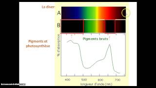 Les chloroplastes organites de la photosynthèse [upl. by Nemad]