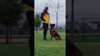 Belgian Malinois Training [upl. by Pearson758]