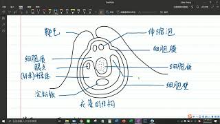 初一科学（上册）54衣藻、草履虫、酵母菌（绘图） [upl. by Tymothy]