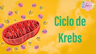 Ciclo de Krebs y Glucolisis [upl. by Fausta]